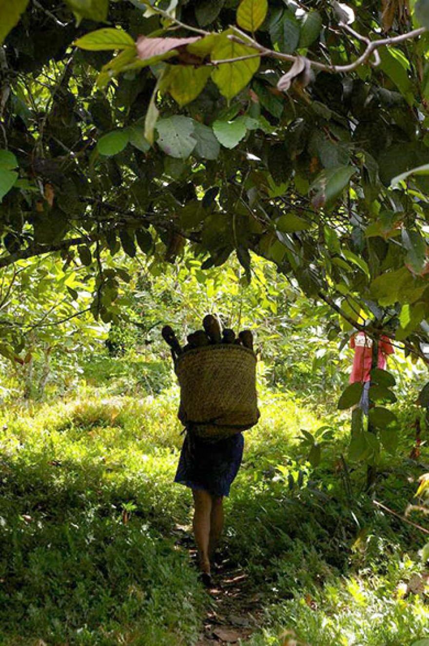 AM_IMAT_Sistema_Agricola_Rio_Negro