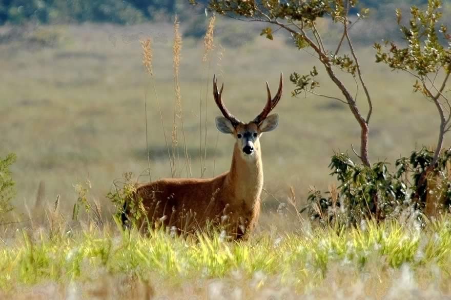 GO_PARNA_Chapada_dos_Veadeiros