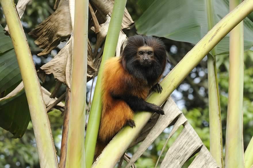 NAC_Mata_Atlantica_Reserva