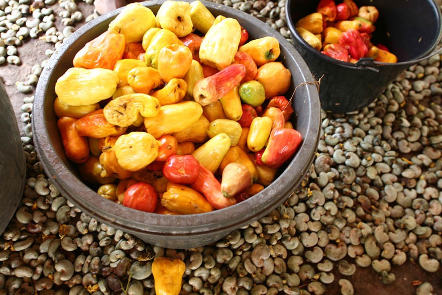 PI_IMAT_Cajuina_Fruto