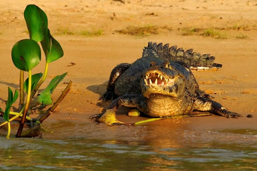 REG_Pantanal_Fauna