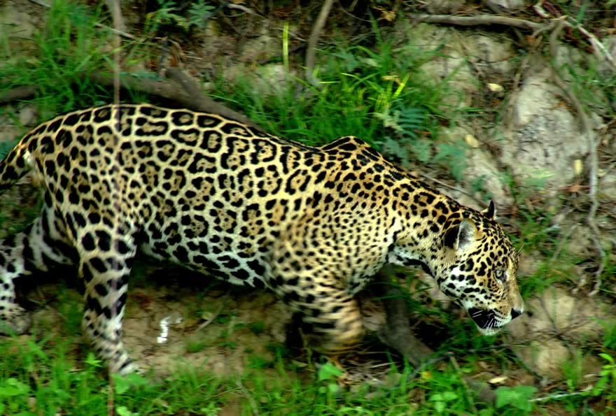 REG_Pantanal_Onca_Pintanda