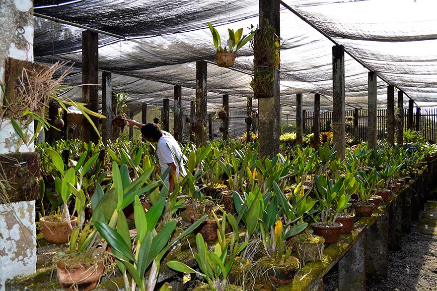 RJ_Rio_de_Janeiro_Sitio_Roberto_Burle_Marx
