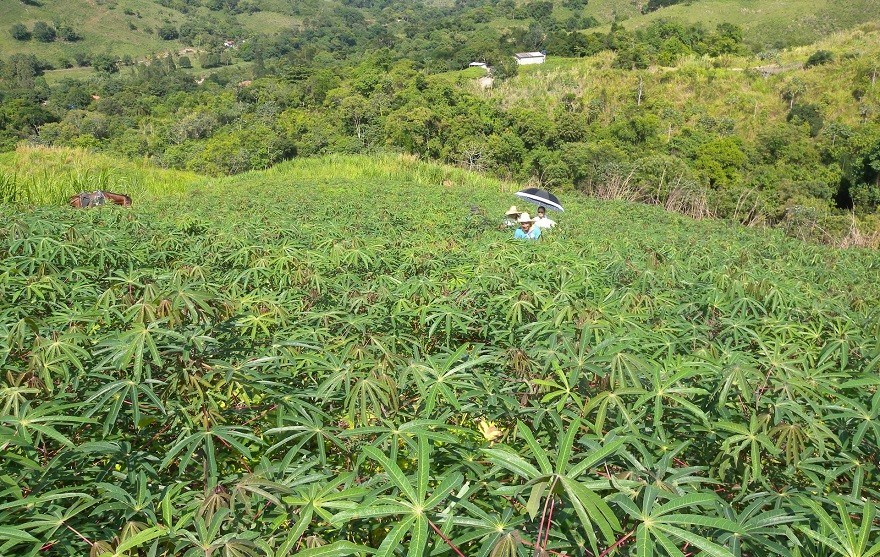 SP_IMAT_Sistema_Agrícola_Vale_do_Ribeira03