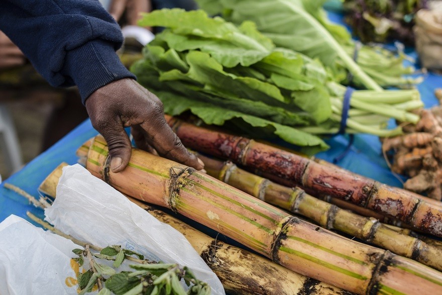 SP_IMAT_Sistema_Agrícola_Vale_do_Ribeira06