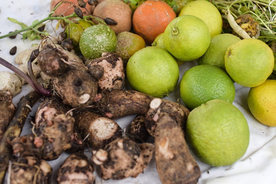 SP_IMAT_Sistema_Agrícola_Vale_do_Ribeira08