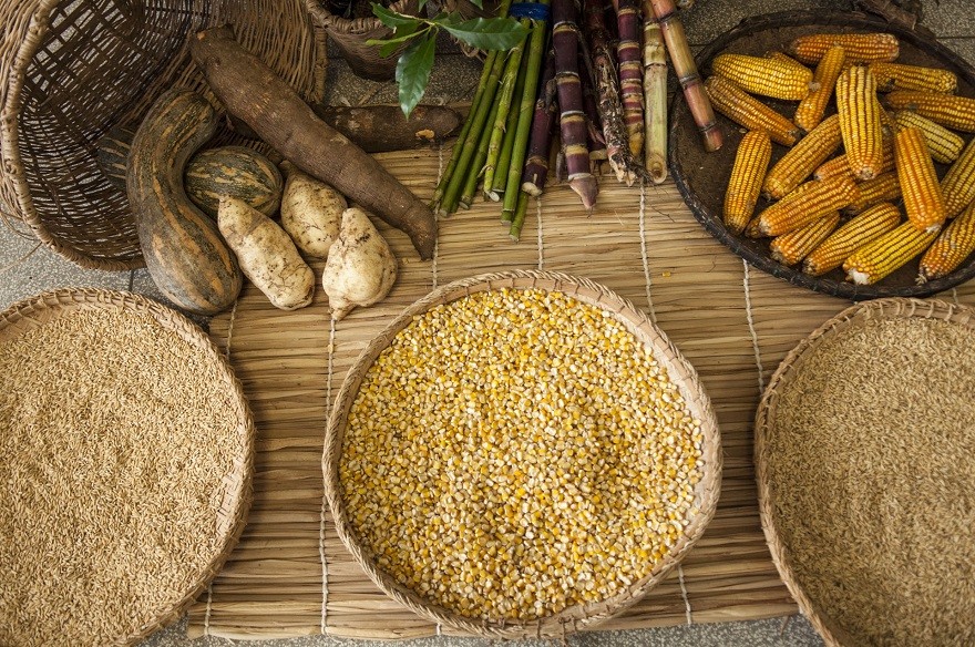 SP_IMAT_Sistema_Agrícola_Vale_do_Ribeira10