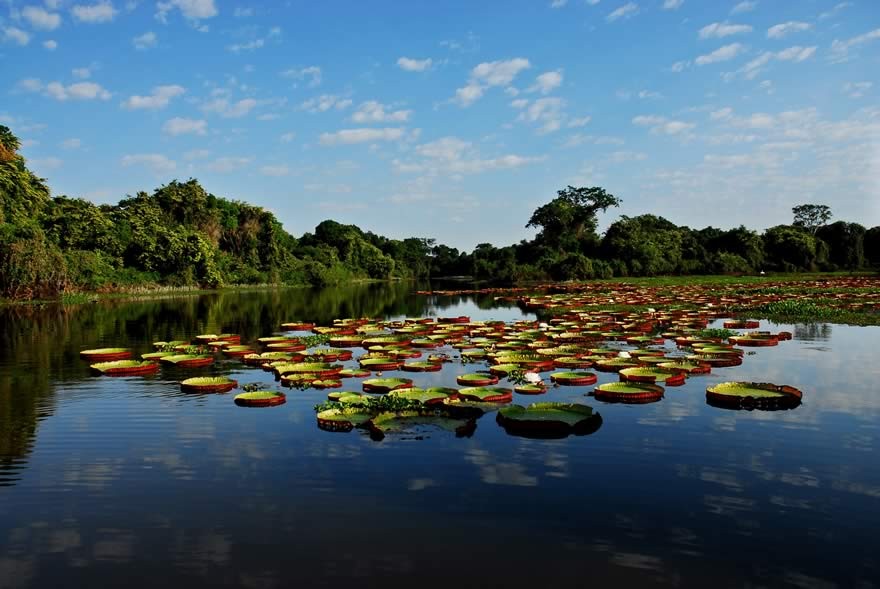 REG_Pantanal_vitoria_regia