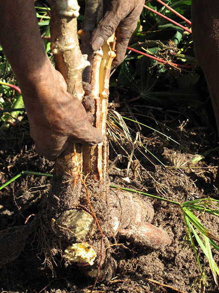 O cultivo da mandioca brava (manihot esculenta)  é o meio de sustento de famílias linguísticas Tukano Oriental, Aruak e Maku, localizados ao longo do rio Negro
