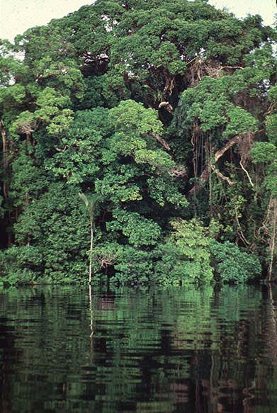 Um das características do Rio Jaú é a água escura, resultante da decomposição de matéria orgânica.