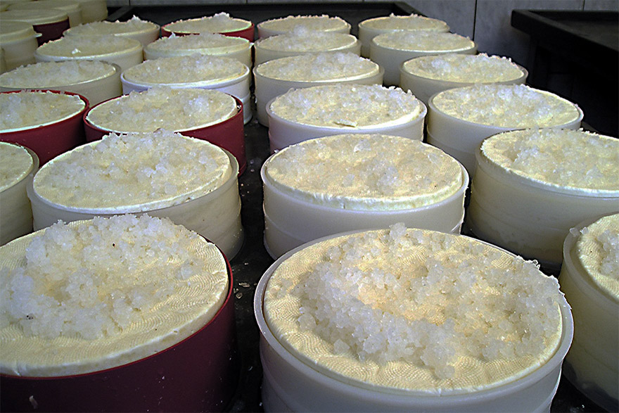 Durante a desoragem o sal é colocado sobre os queijos, ainda dentro das formas.