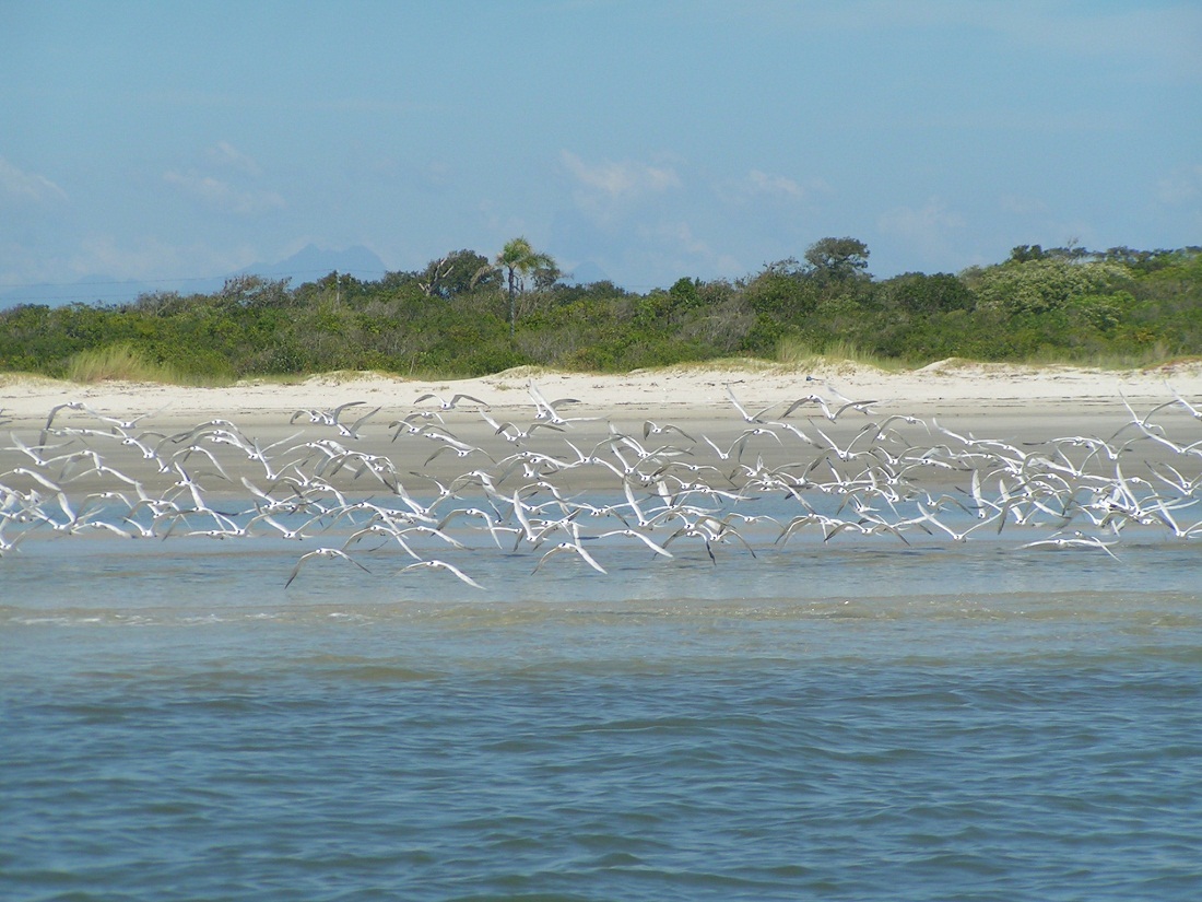 A Reserva da Mata Atlântica - Patrimônio Natural Mundial desde 1999 - se estende da Serra da Juréia (SP) até o litoral de Paranaguá (PR).