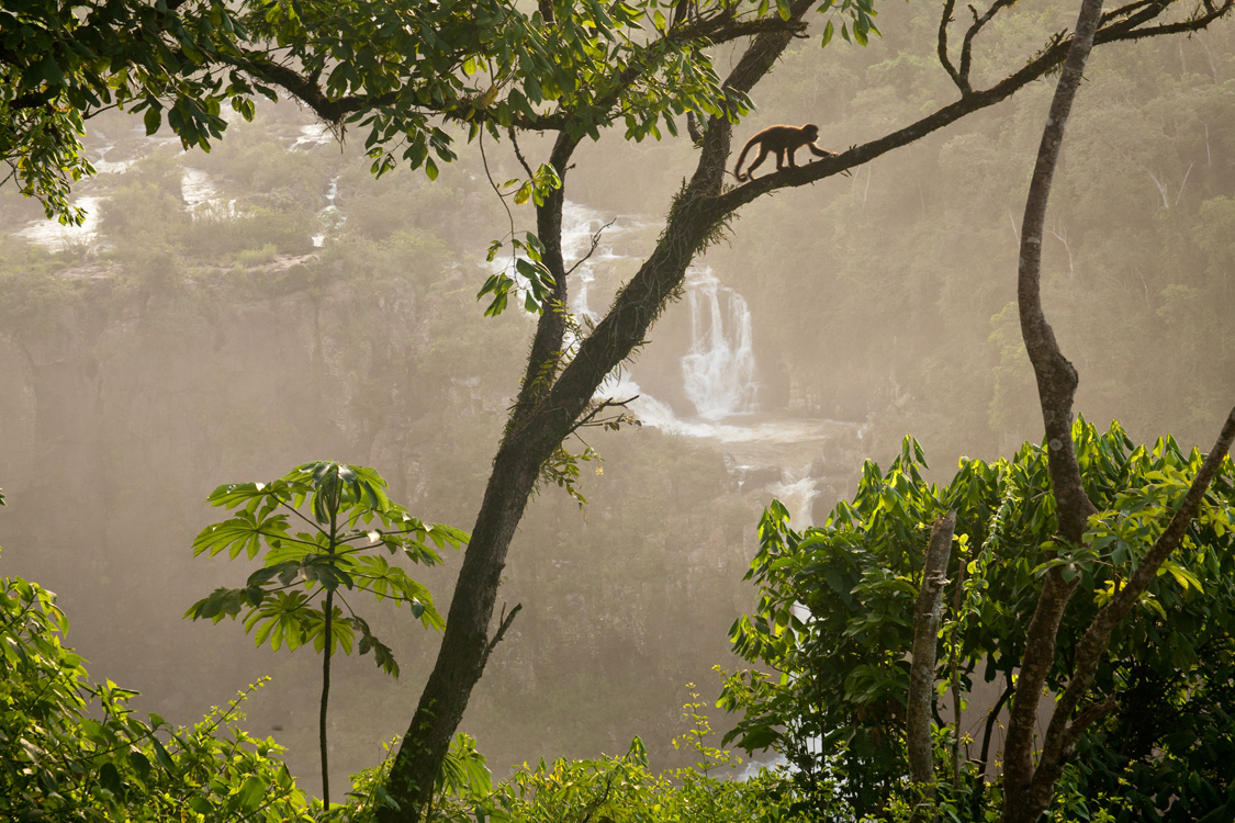 Com uma fauna e flora muito rica, o Parque Nacional do Iguaçu, no Paraná, recebe pesquisadores que estudam a sua biodiversidade.