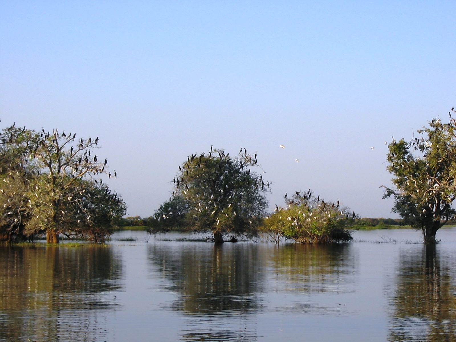 REG_Pantanal
