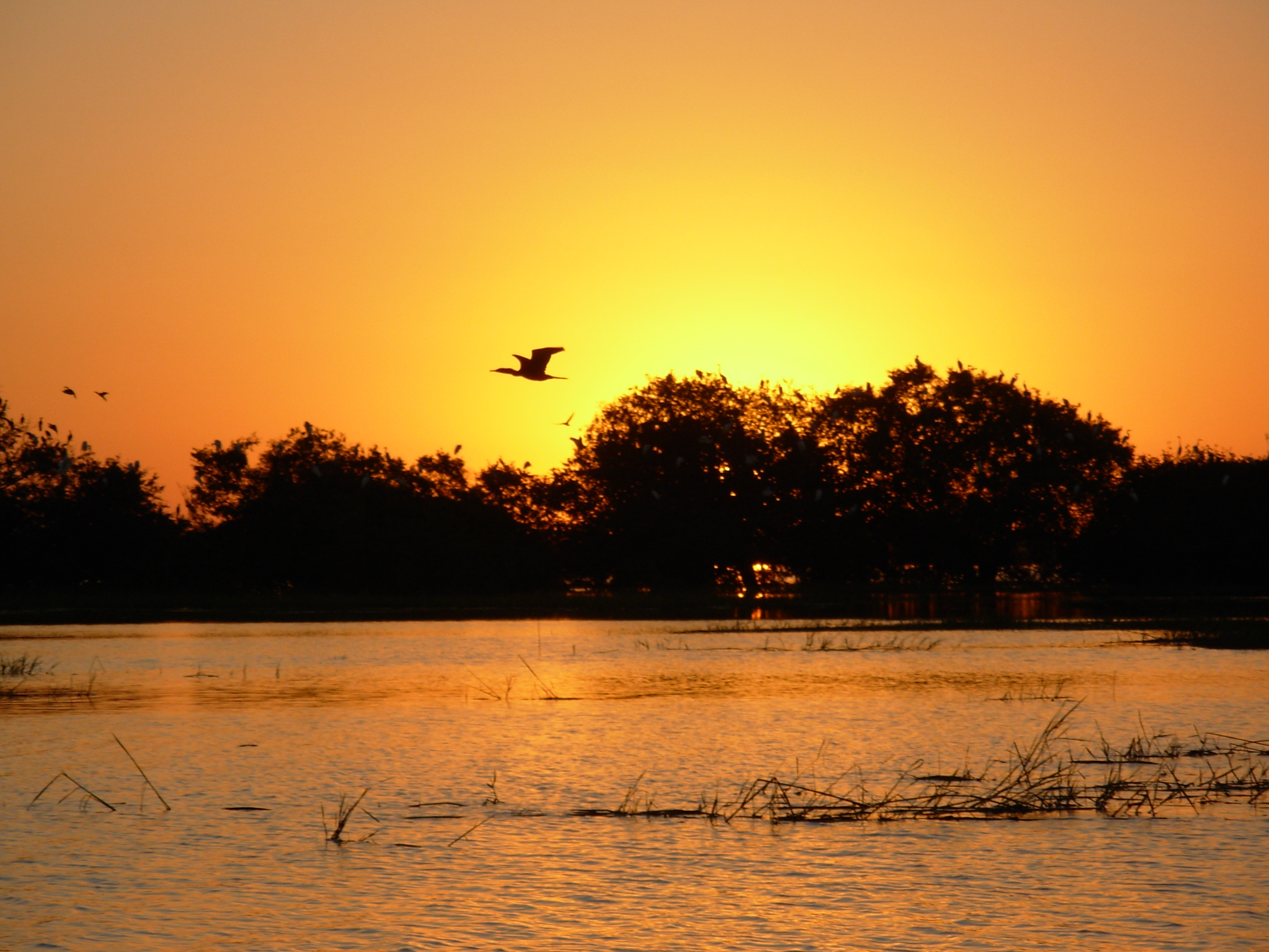Sistema inundado contínuo de água doce, o Pantanal (MS e MT) é um dos ecossistemas mais ricos em fauna do mundo.